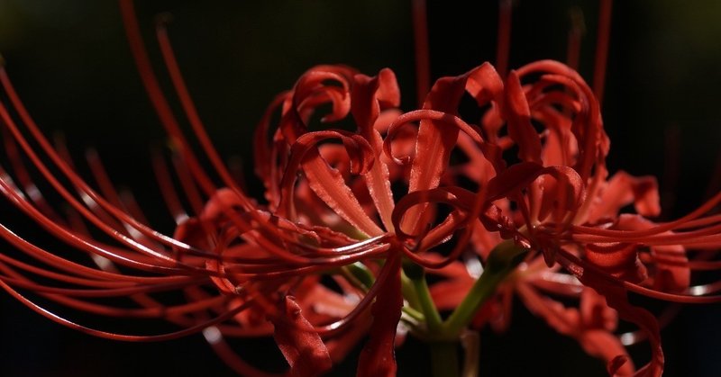 彼岸花を探して大阪城公園 Sony A3000 Minolta Afマクロ50mmf3 5 無謀庵 Limited Note 彼岸花を探して大阪城公園 Sony A3000 Minolta Afマクロ50mmf3 5 無謀庵 Limited Note