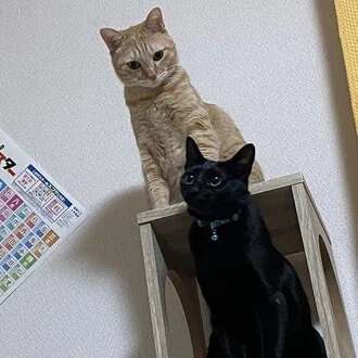 つなくろ