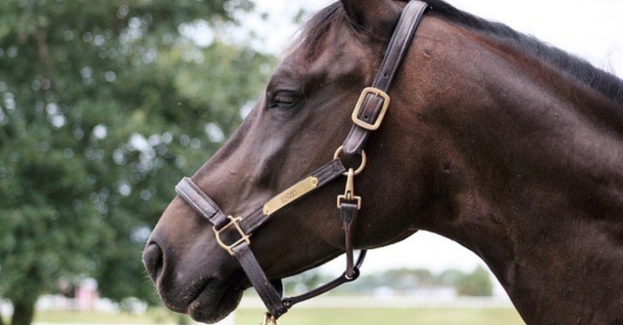 ミスタープロスペクター系 ２３頭 解説 種牡馬の歩様と馬体構造から 走る産駒の特徴を見極める 一口馬主マスターb Note