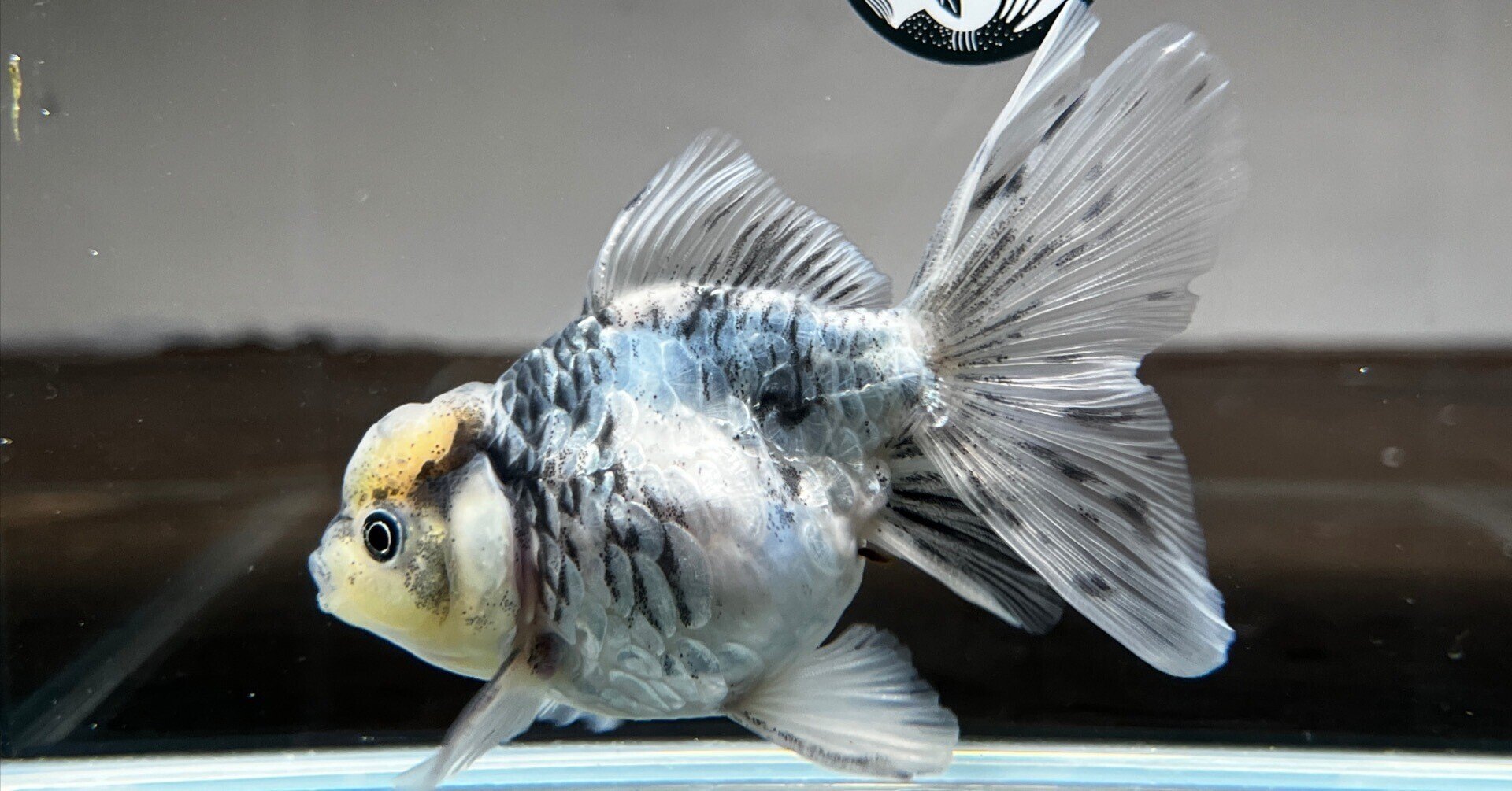 稚魚幼魚いろいろ（発送日８／１限定） 三卯養魚場 金魚・らんちゅう飼育器具販売