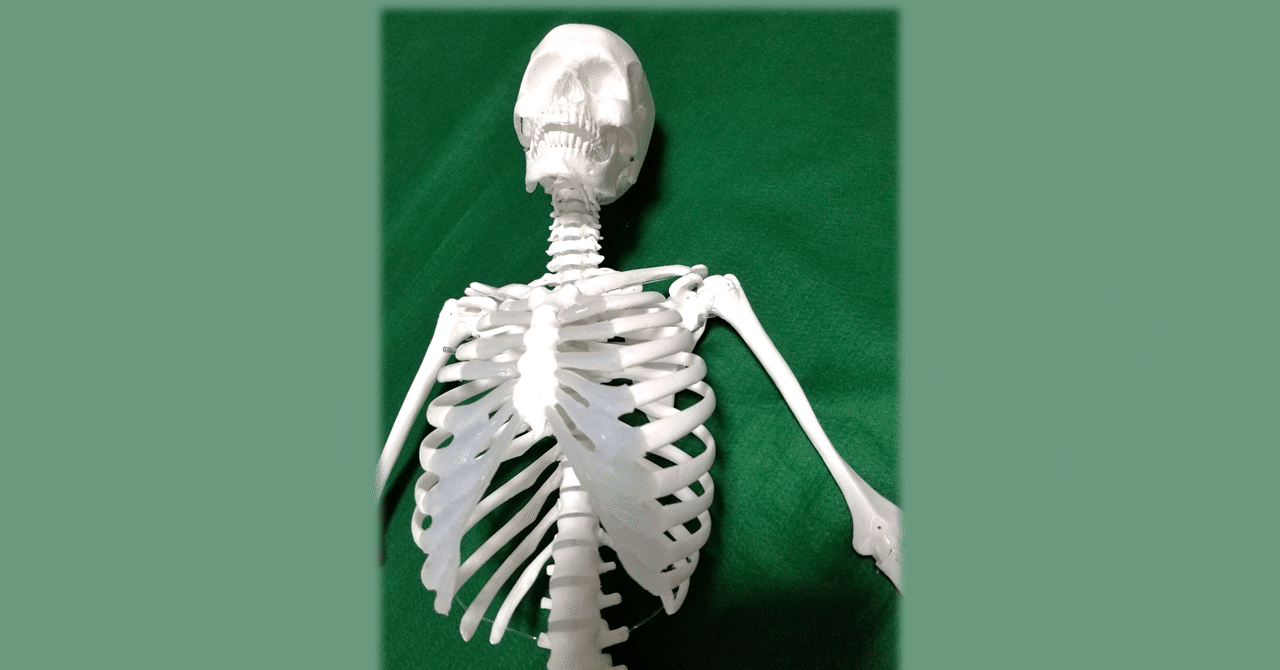 第11肋骨は面白い！！｜土屋元明のからだ改善チャンネル