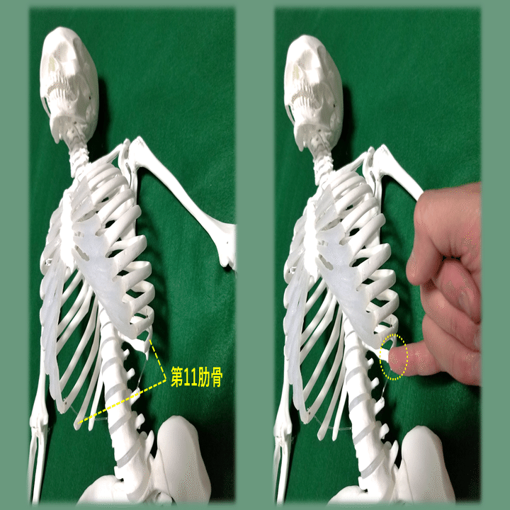 第11肋骨は面白い！！｜土屋元明のからだ改善チャンネル