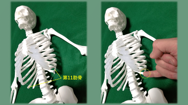第１１肋骨は面白い 土屋元明 姿勢と歩きの専門家 Note