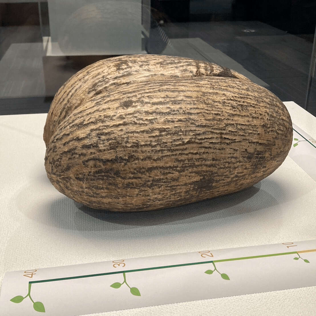 旅するタネ(冬馬記者)｜くまモン記者団