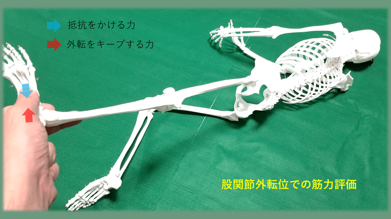 第１１肋骨は面白い 土屋元明 姿勢と歩きの専門家 Note