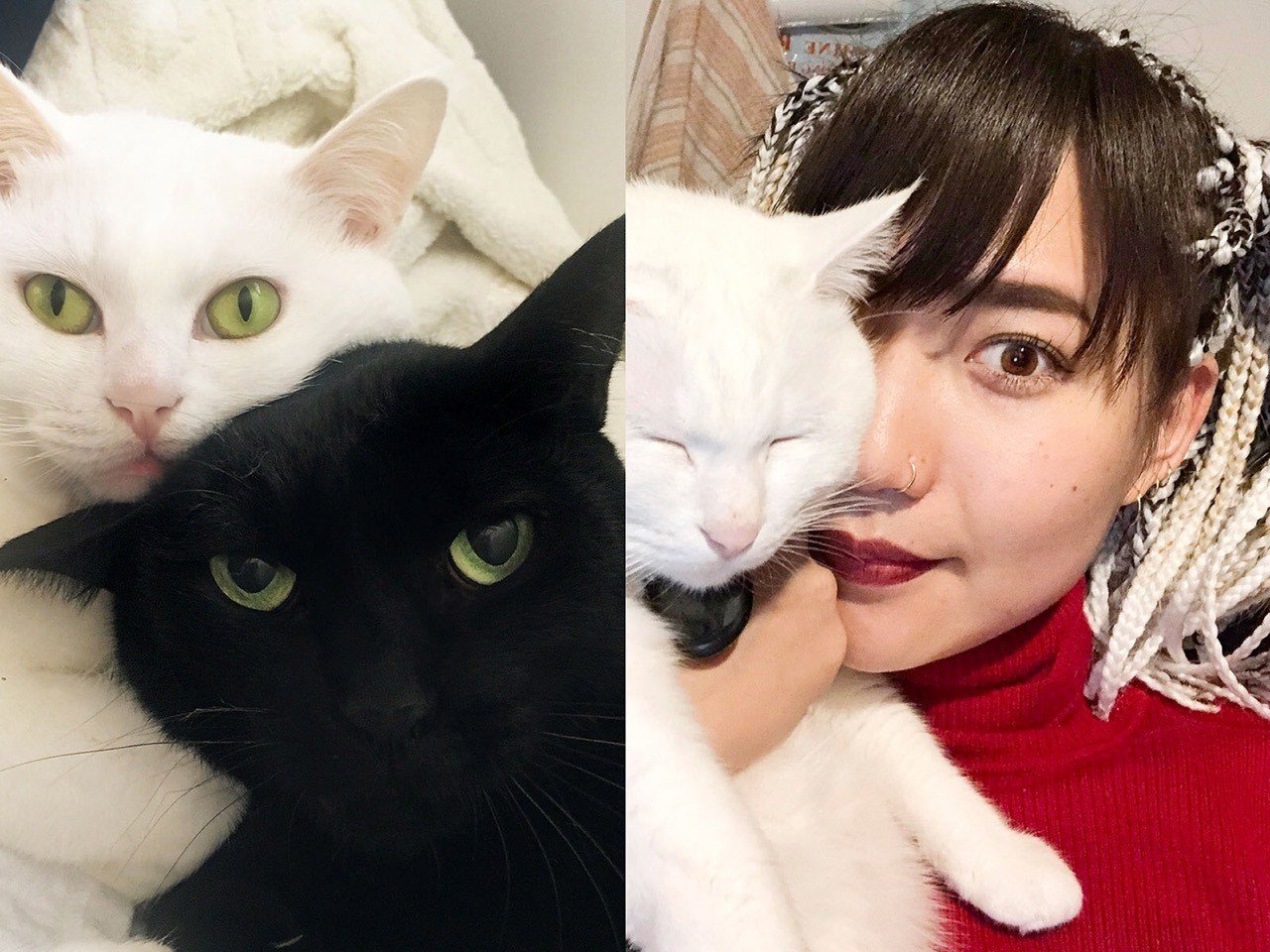 海外 ドイツ へ二匹の猫と引っ越し Masako Hirano Note