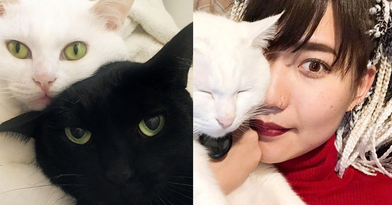 海外 ドイツ へ二匹の猫と引っ越し Masako Hirano Note