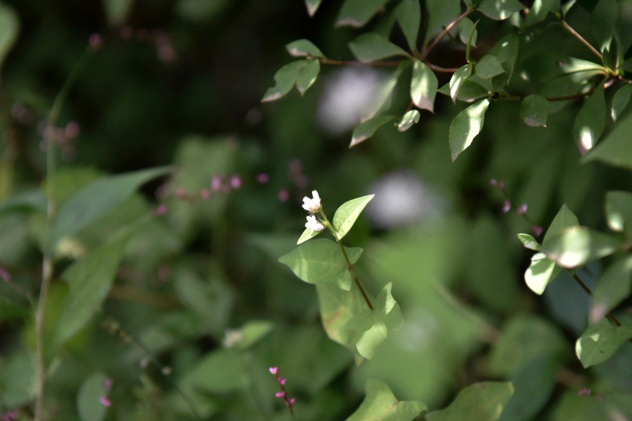 あのひといづくないんだべか Emik Note