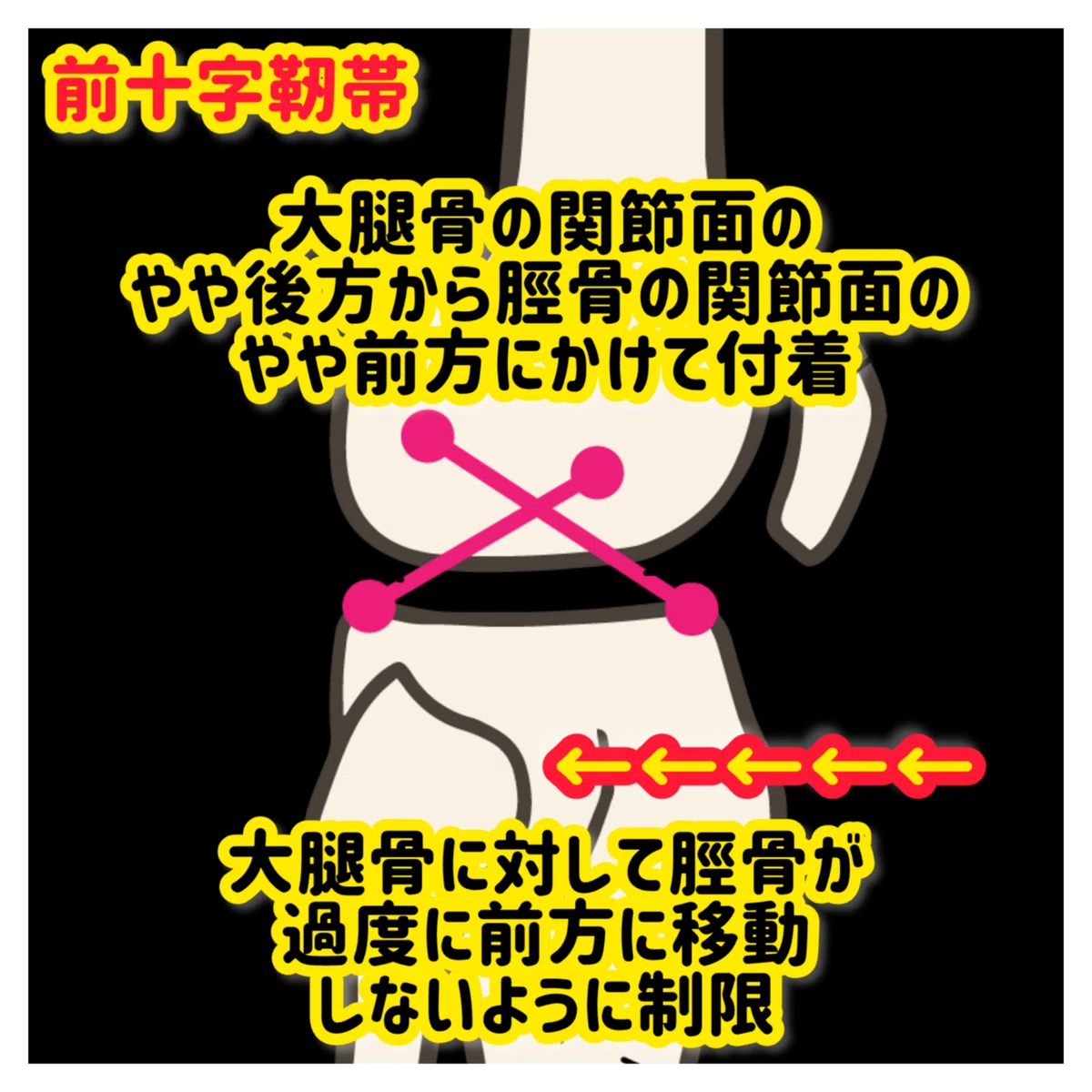 膝の関節を支える4つの主な靭帯の機能と構造|岡﨑コウジ@施術家