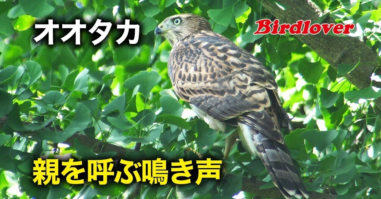 オオタカ幼鳥の鳴き声|Birdlover