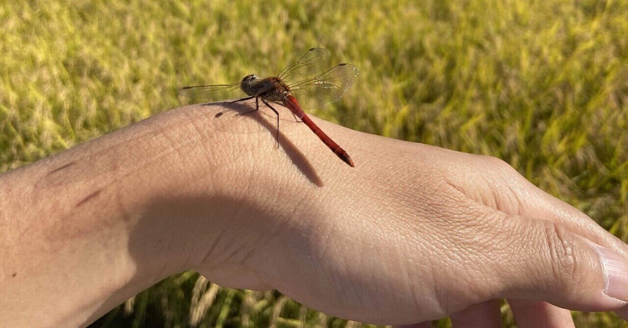 過去と未来は存在しない。あるのは色んな瞬間の「今」だけ。という自説｜フュー