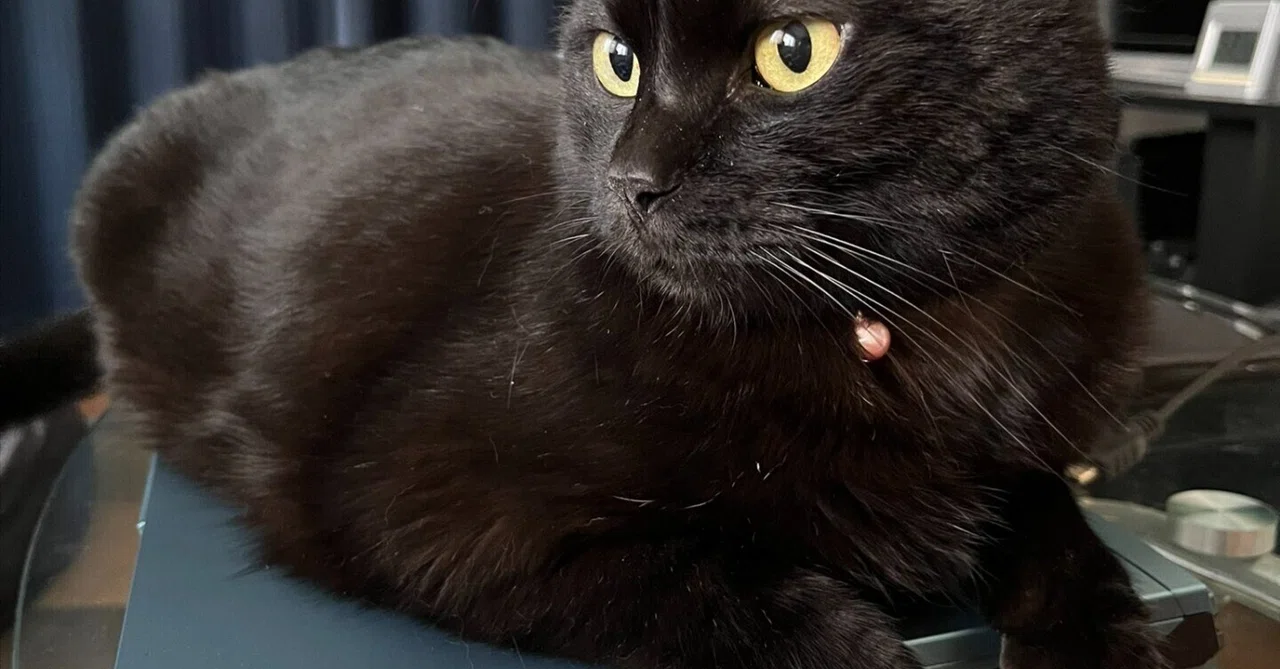 買ったばかりのノートパソコンを占拠する黒猫のナッツくん、飼い主さん 