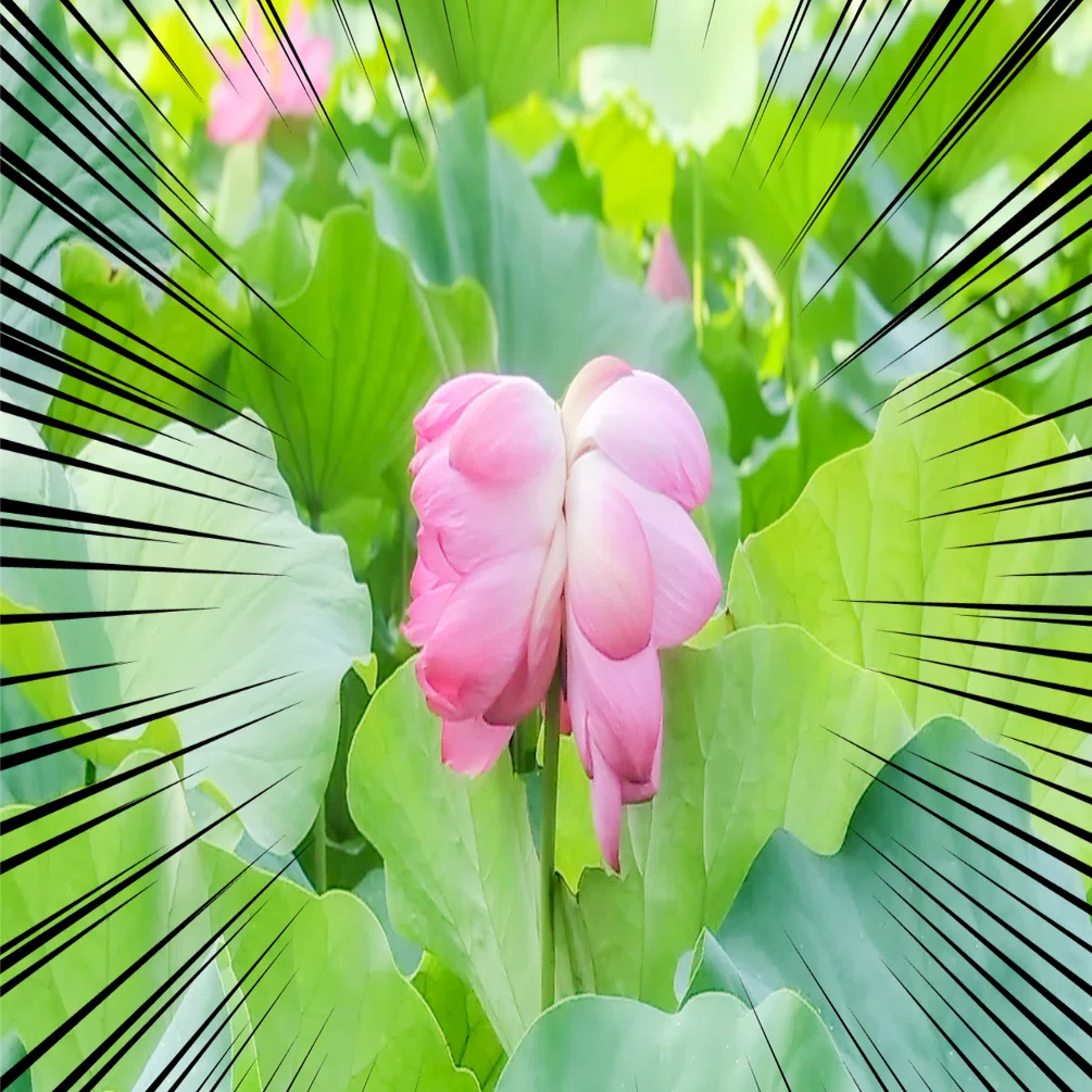 百年に一度咲く奇跡の花｜もみじ卍ゅう│𝓶𝓸𝓶𝓲𝓳𝓲_𝓶𝓪𝓷_𝟏𝟎