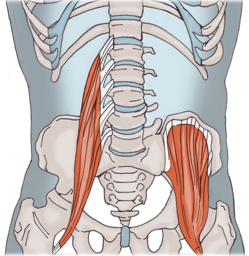 腸腰筋群イラスト