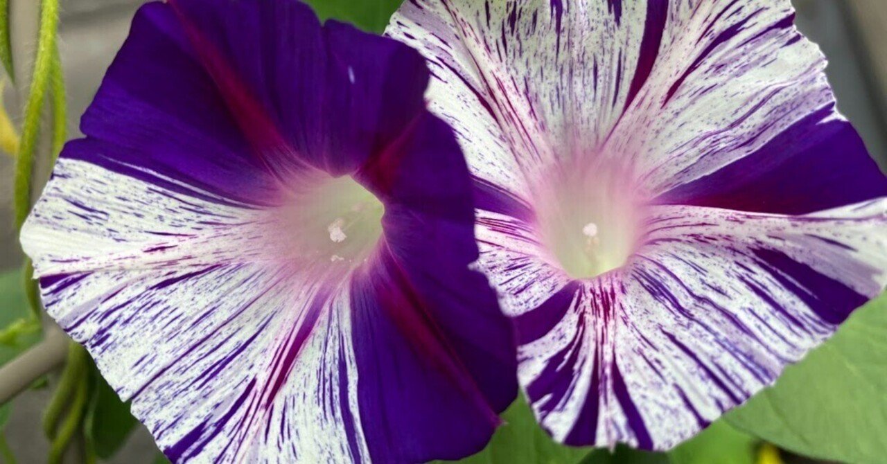 朝顔「江戸風情」が咲きました～！｜わくわくオンマ