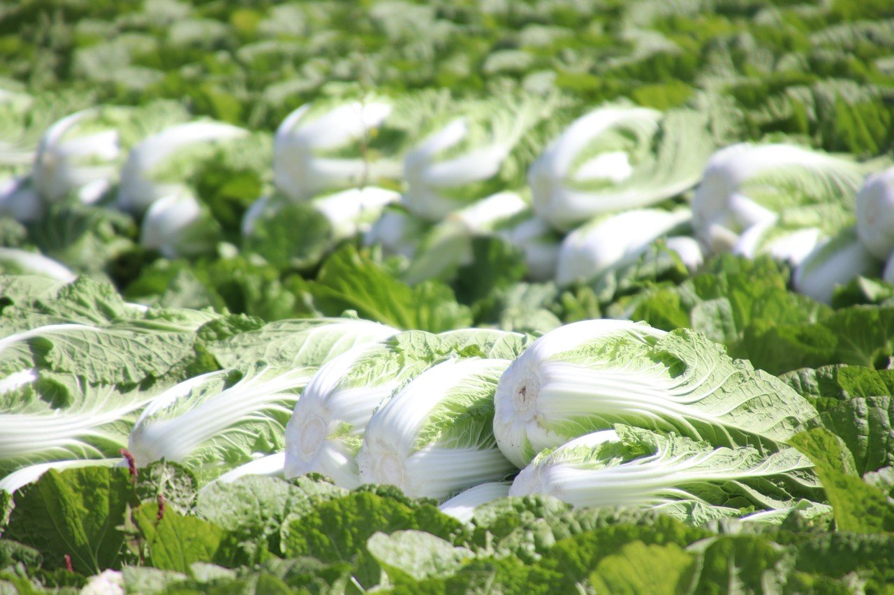 淡々と 黙々と 粛々と さくほのまさこさん Note 淡々と 黙々と 粛々と さくほのまさこさん Note