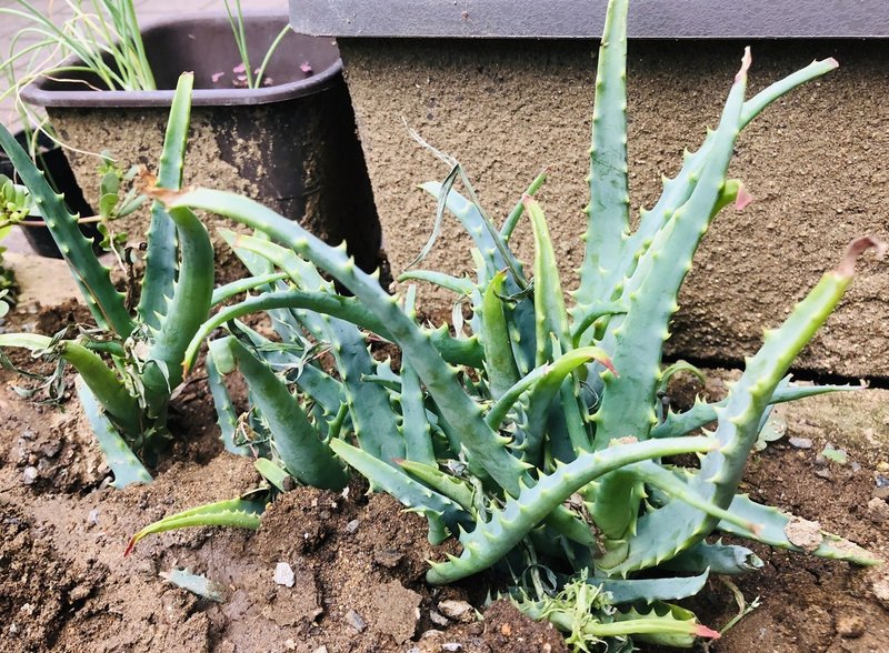 医者いらずを植える 志学社 Note 医者いらずを植える 志学社 Note
