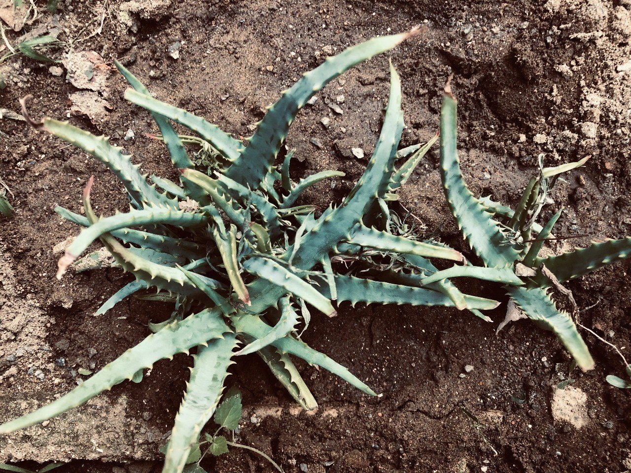 医者いらずを植える 志学社 Note 医者いらずを植える 志学社 Note