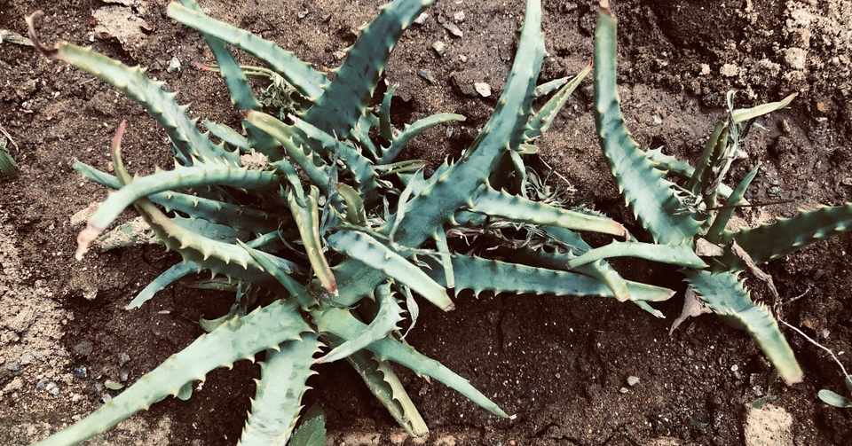 医者いらずを植える 志学社 Note