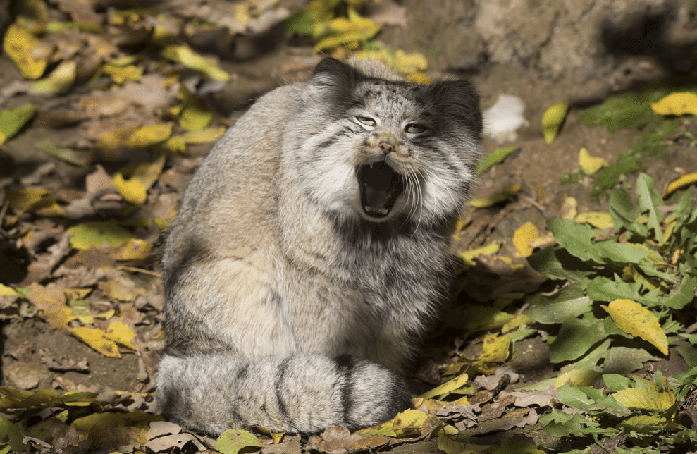 猫日和 462 マヌルネコ｜yayayasu