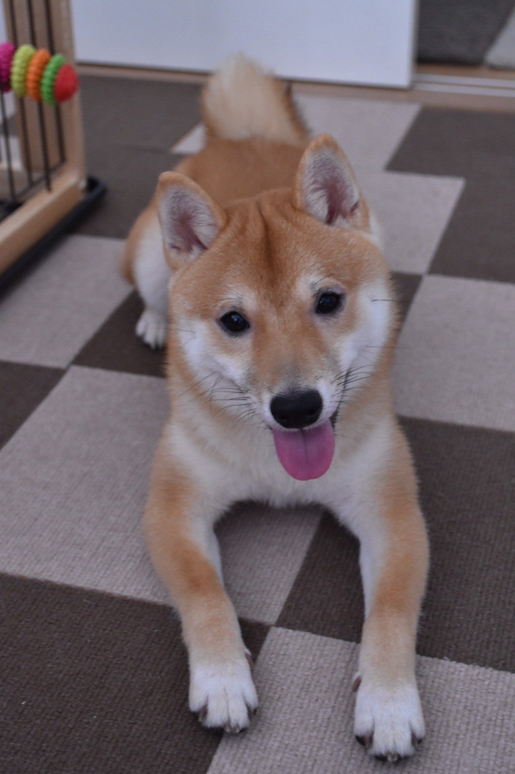 四方漱一と豆柴四方帝一の8ヶ月で豆柴はどこまで成長するのか