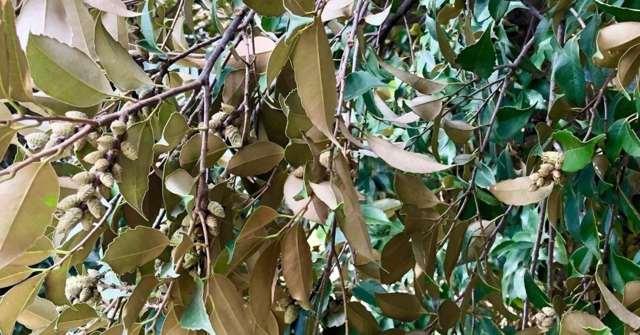 Column 21 枝先でどんぐりたちは歌う 青木慶則 Note Column 21 枝先でどんぐりたちは歌う 青木慶則 Note