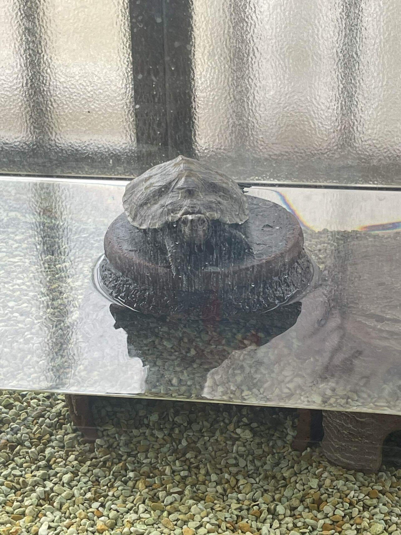 かめきち！｜Shomin Shinkai