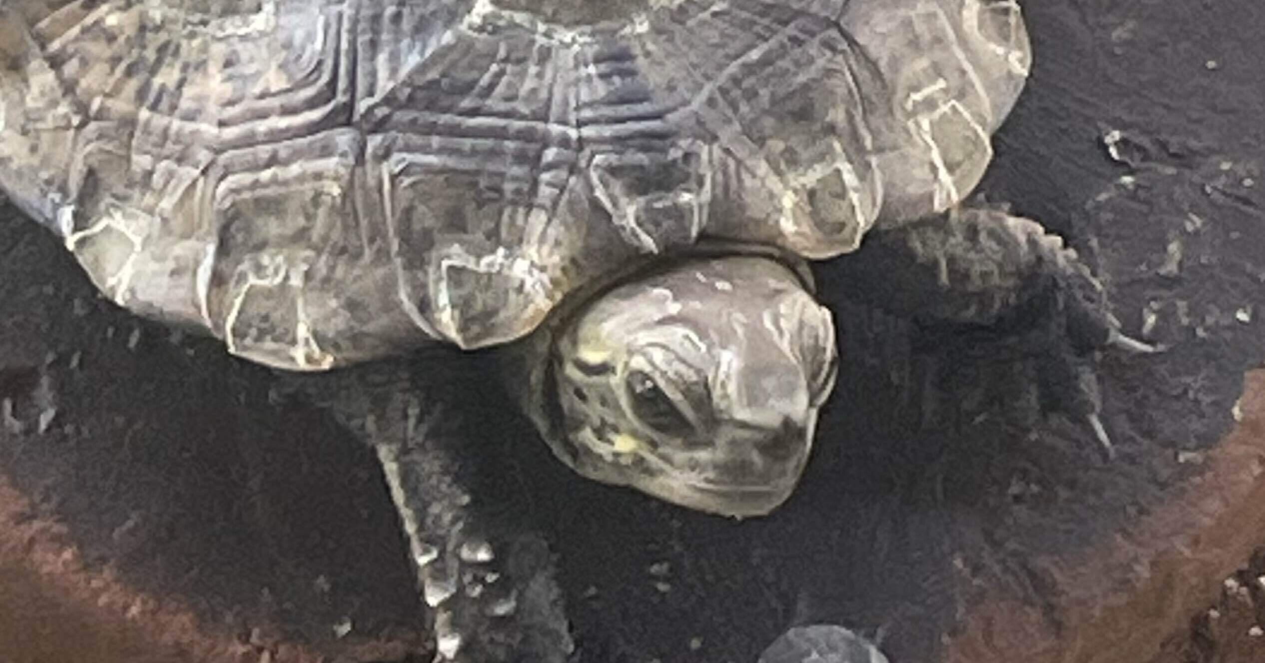 かめきちさま確認ページ♡ 水色の日
