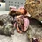 だこーど