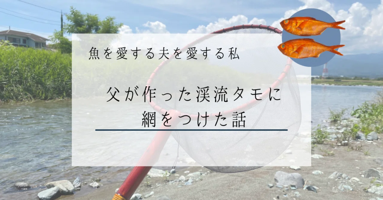 天然木鮎ダモ（36センチ）