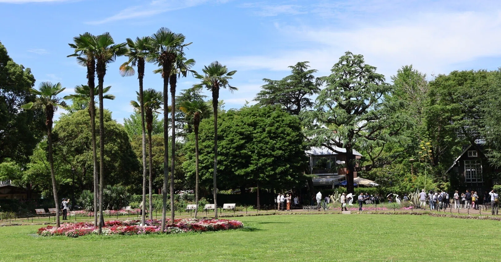 数十年かけて一度だけ咲く花──アオノリュウゼツラン咲く日比谷公園へ