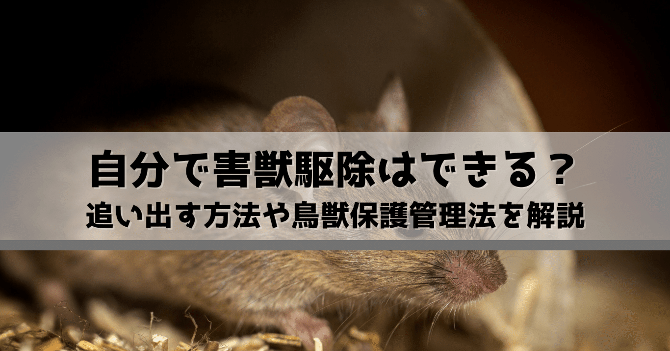 自分でも害獣駆除はできる？屋根裏（天井裏）や床下の動物を追い出す