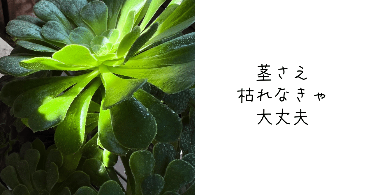 今週は多肉植物特集。その4：復活のアエオニウム。｜Ms'HIRO