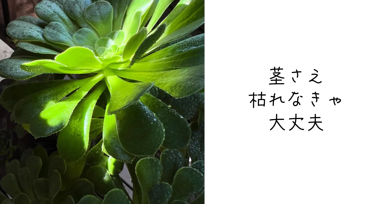今週は多肉植物特集。その4：復活のアエオニウム。｜Ms'HIRO