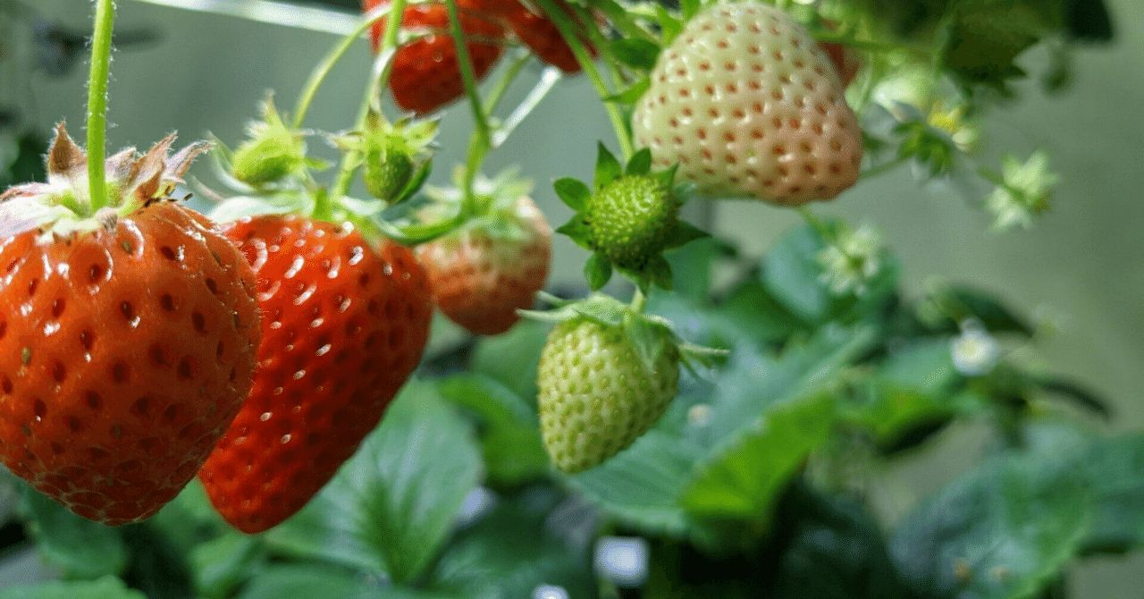 イチゴの植物画 リトグラフ イチゴの植物画 リトグラフ ボタニカル