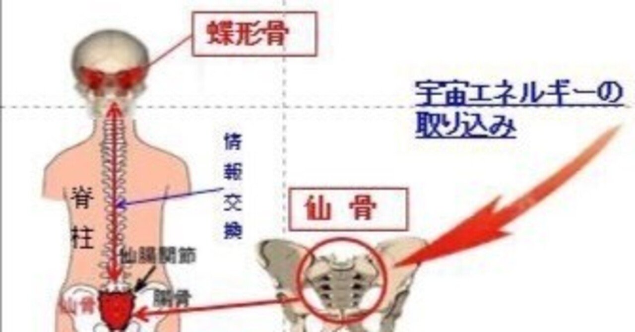 ソムソ　脊柱分解　椎骨、仙骨、頭蓋骨 ソムソ 脊柱分解 椎骨、仙骨、頭蓋骨 人体模型 頭蓋骨分解模型