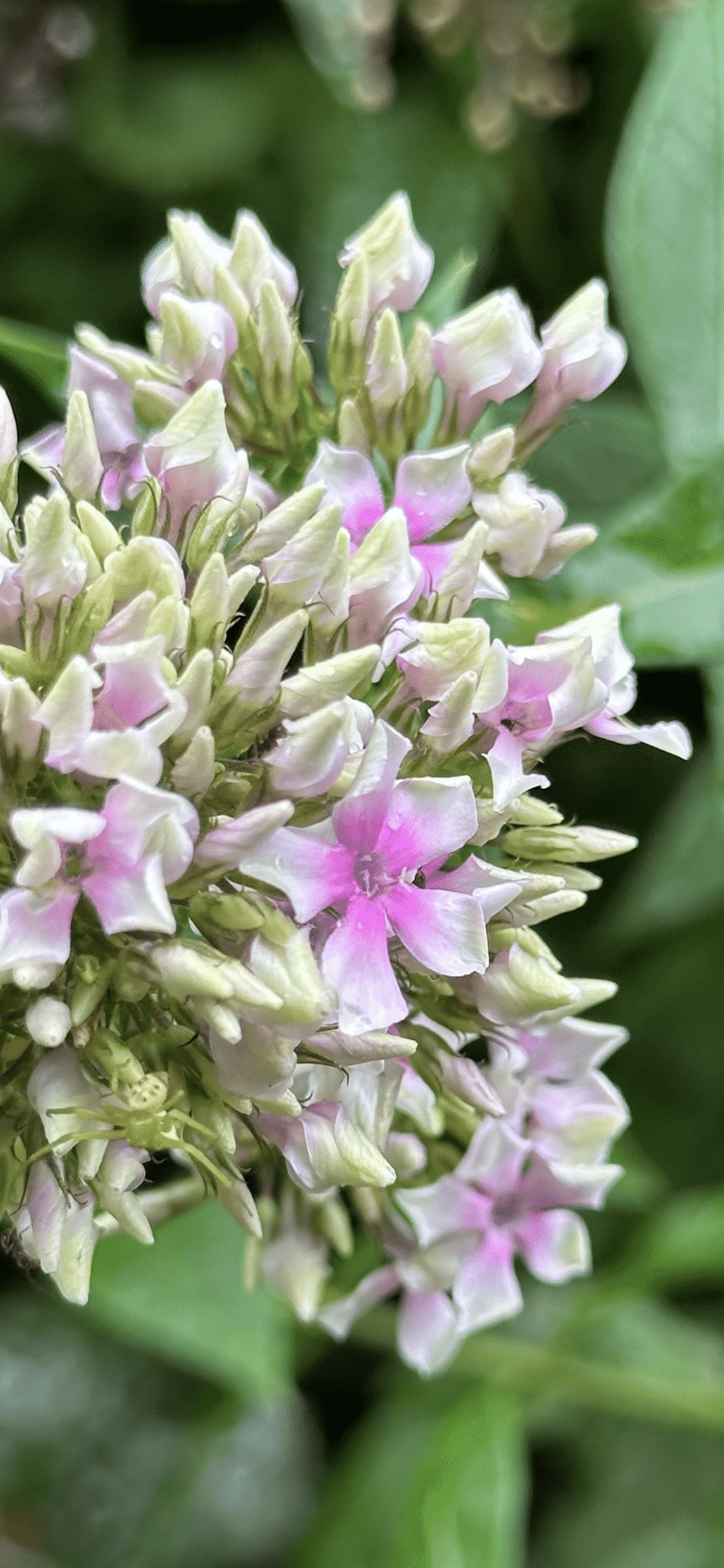 PHLOX PANICULATA｜EGGSEED