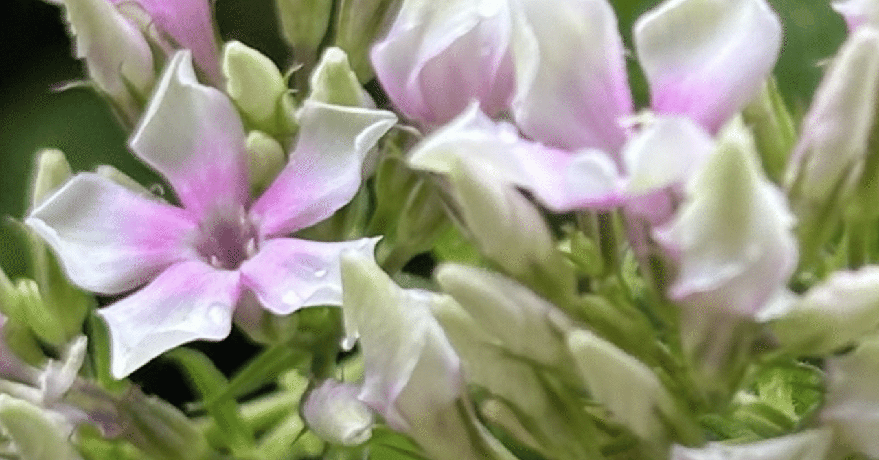 PHLOX PANICULATA｜EGGSEED