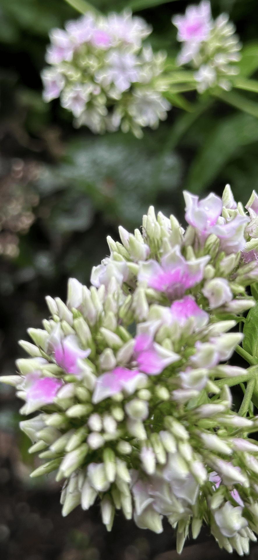 草花 PHLOX PANICULATA｜EGGSEED