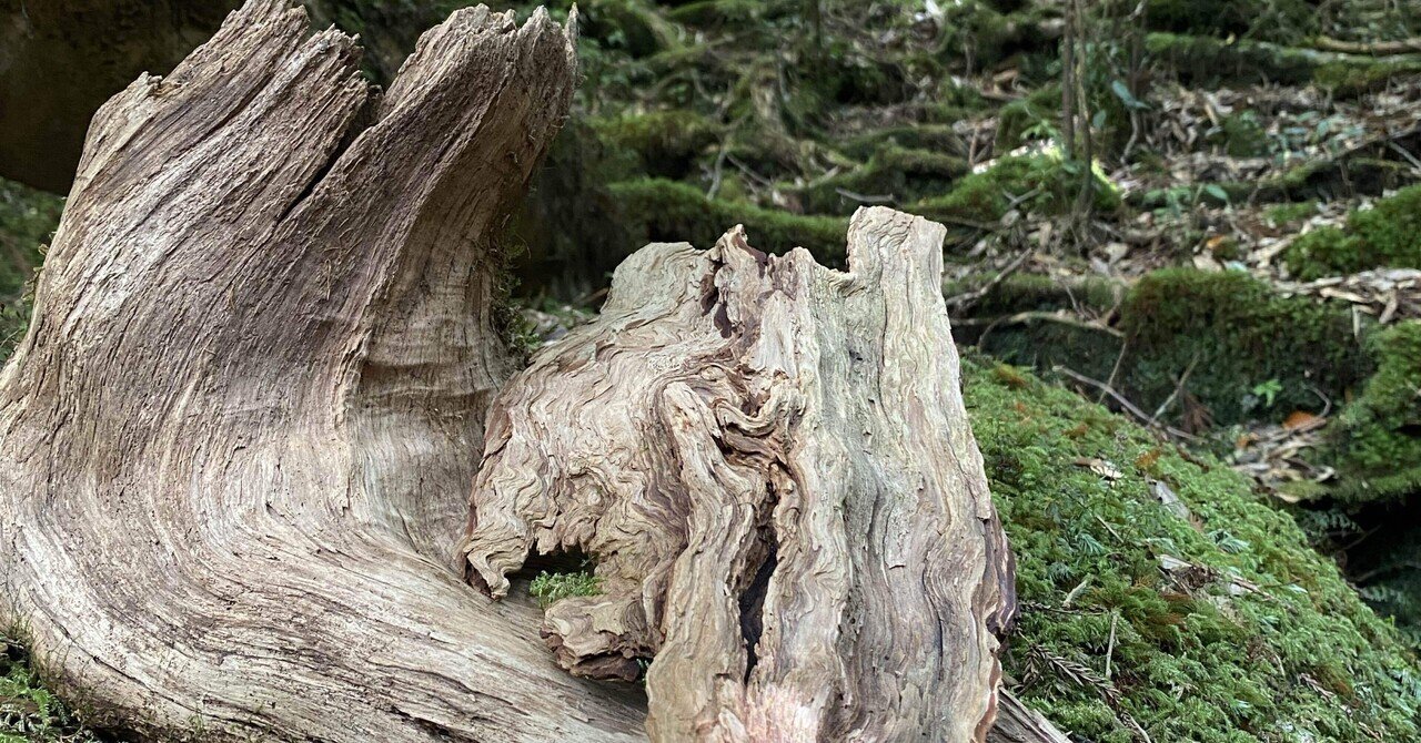 Yakushima: Forest Bathing in the World of Princess Mononoke 【experiencing Japan】｜kuniwin