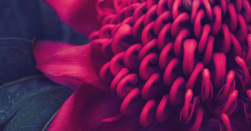 赤い花の撮影と色味調整 Scoop Kawamura Note