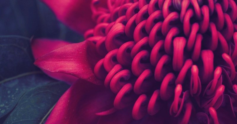 赤い花の撮影と色味調整