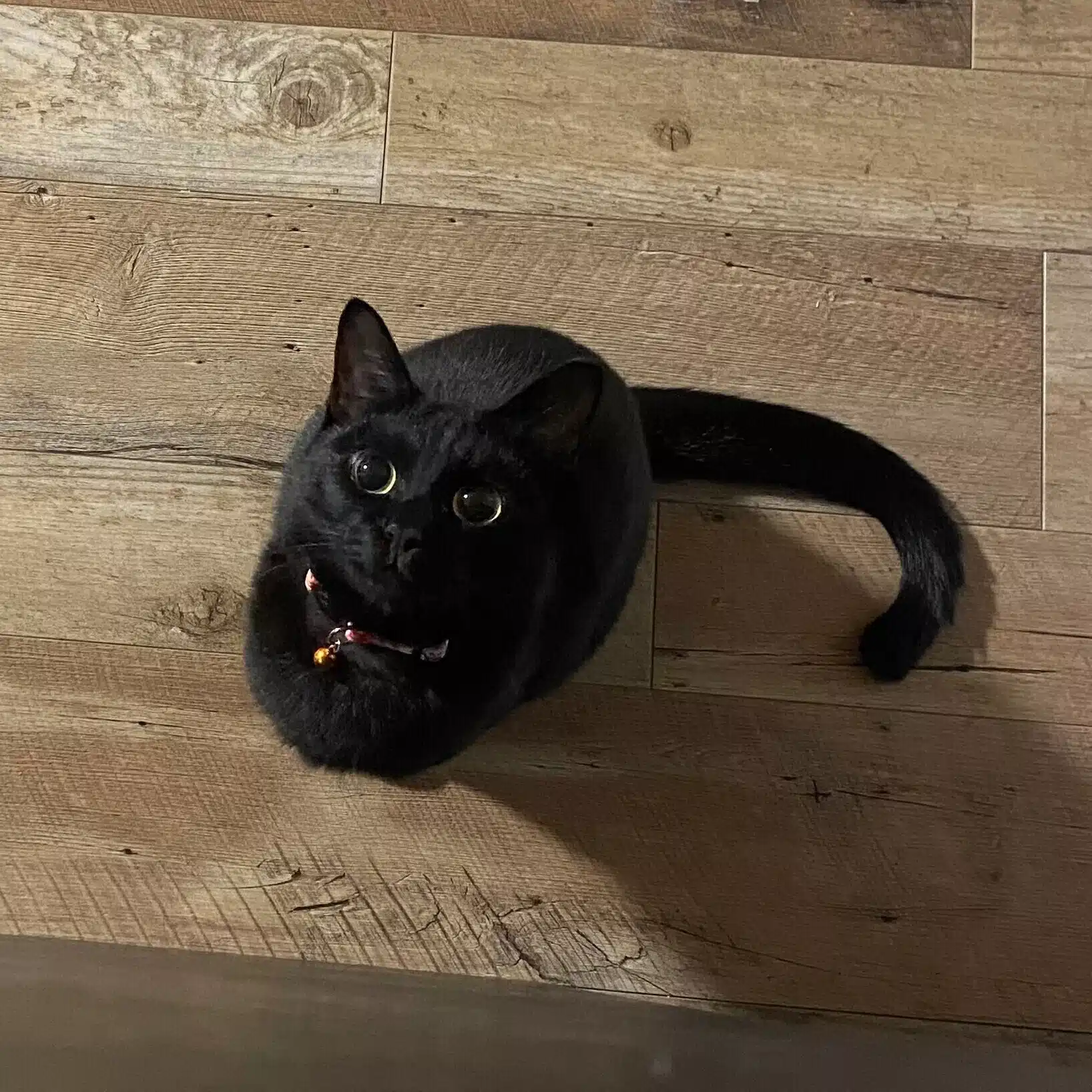 Sora