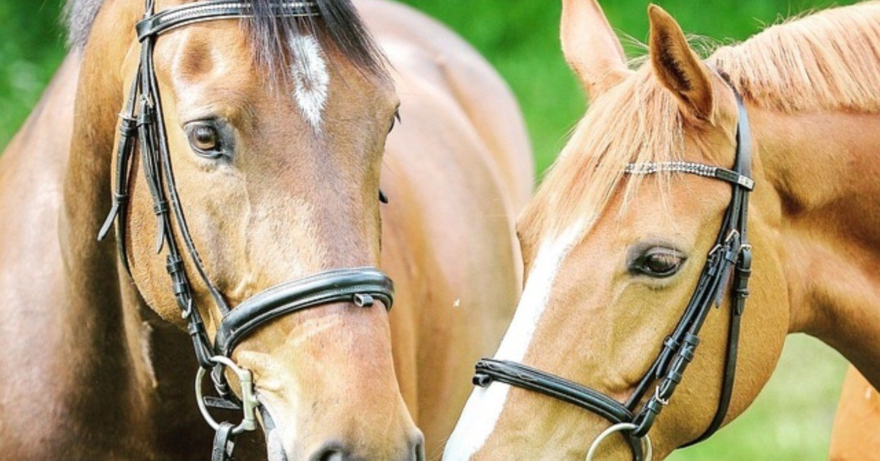 ノーザンダンサー系(19頭) 【解説】 種牡馬の歩様と馬体構造から、走る産駒の特徴を見極める!