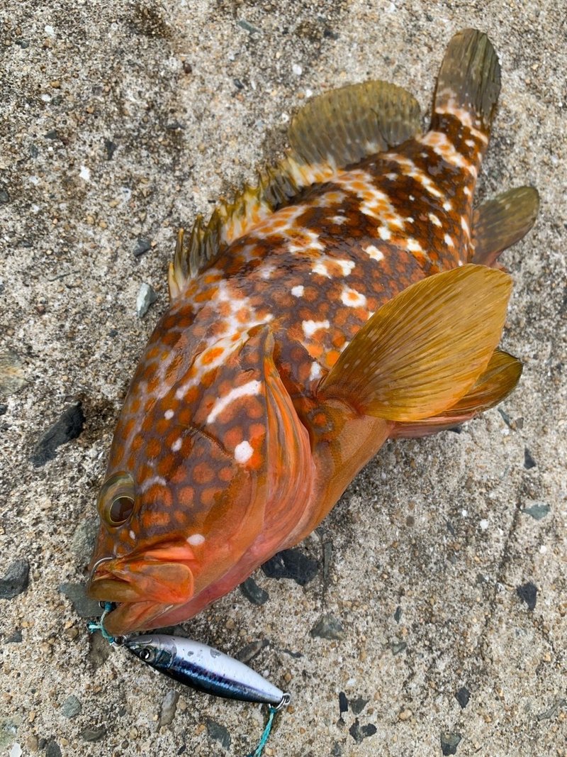 夏のフグこと アコウ キジハタ は薄造りが最高に旨い 小佐々康生 Note