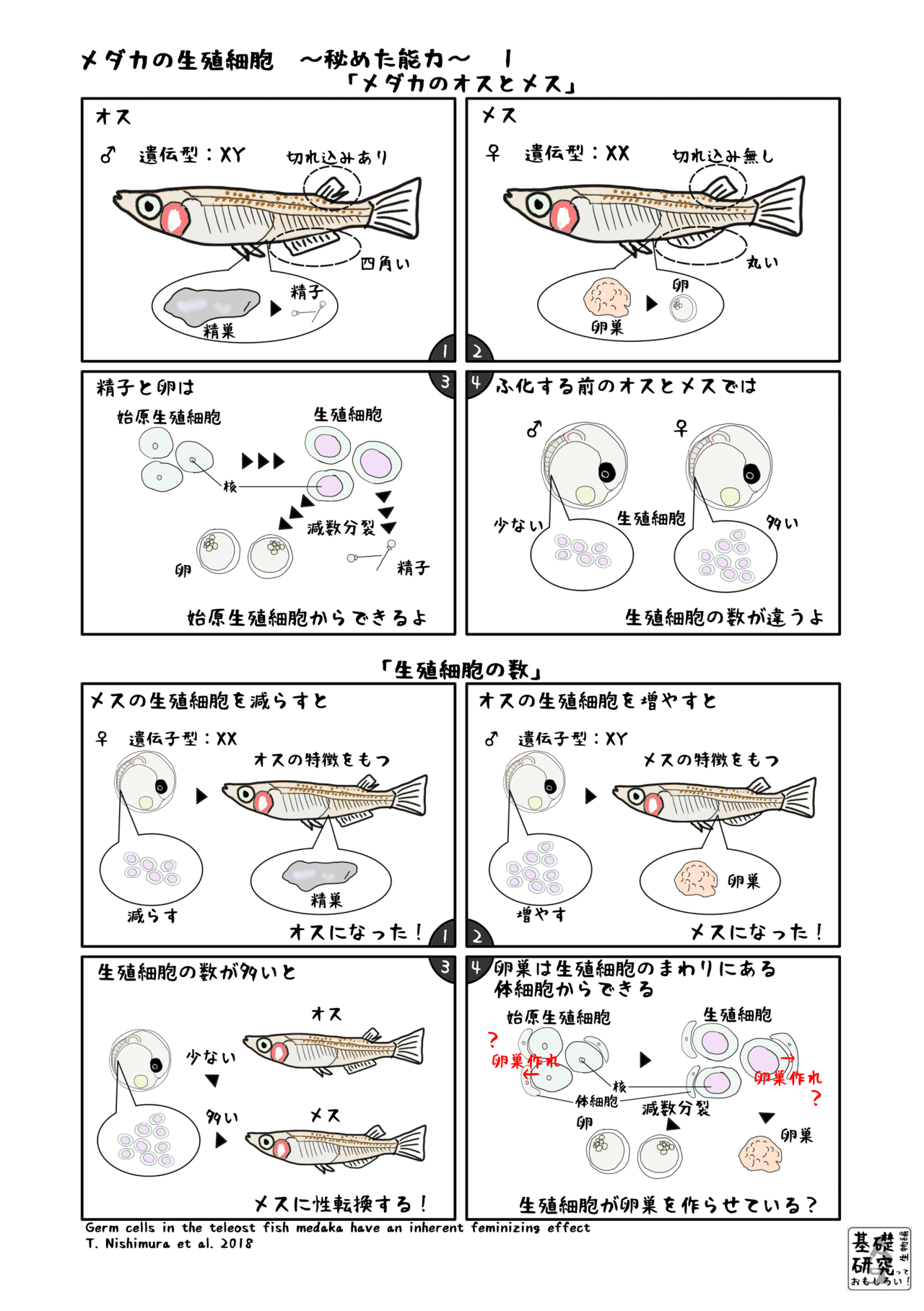 メダカの生殖細胞 秘めた能力 かわいせーざん 基礎研究っておもしろい 生物編 Note