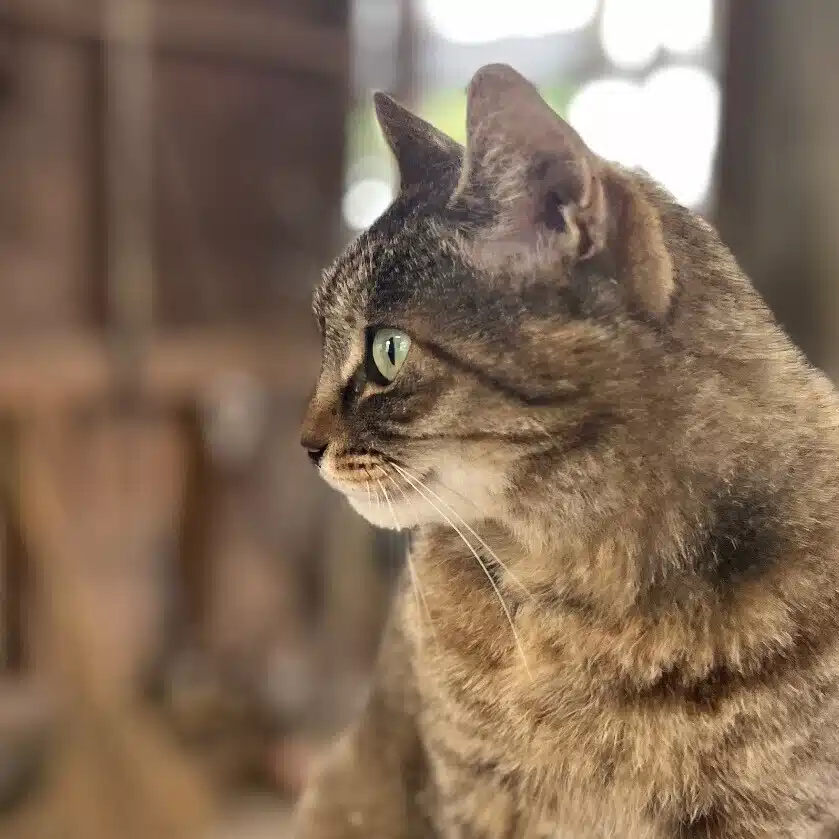 ミリカ