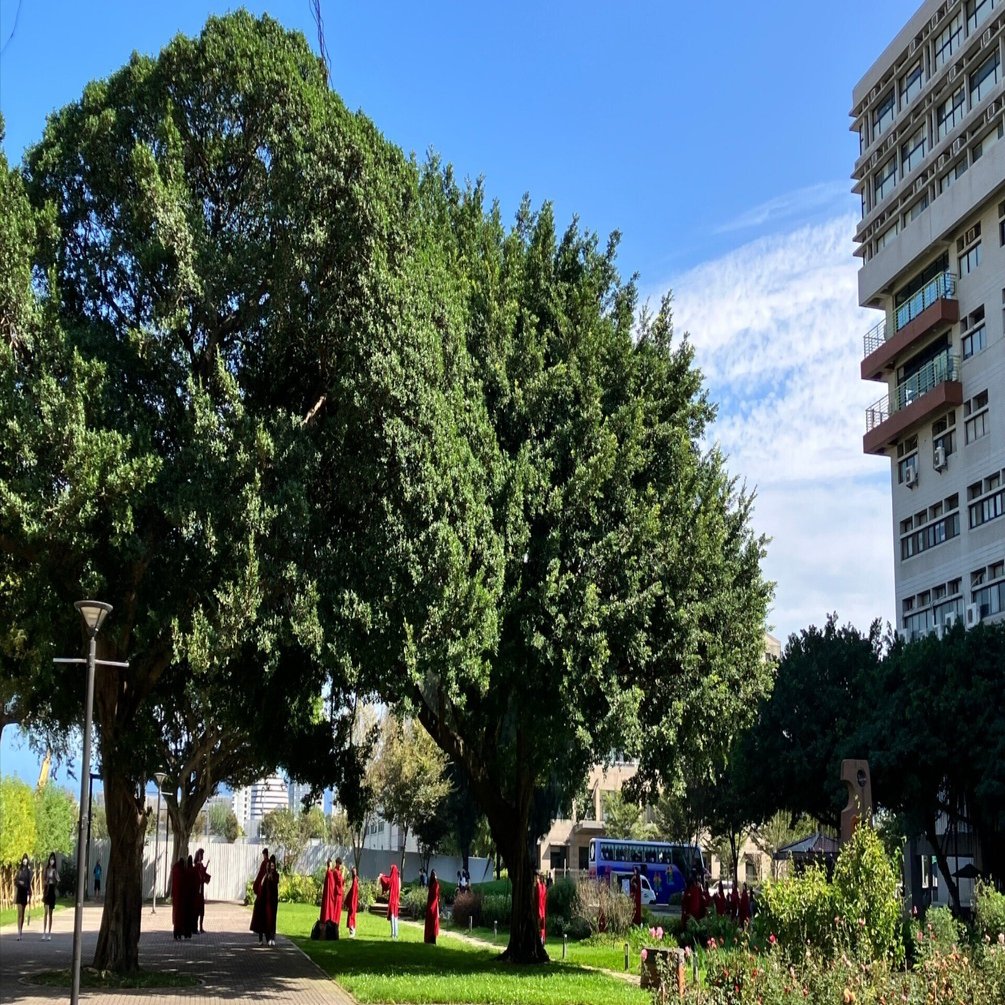 台湾のガジュマル｜あなたの沖縄｜コラムプロジェクト