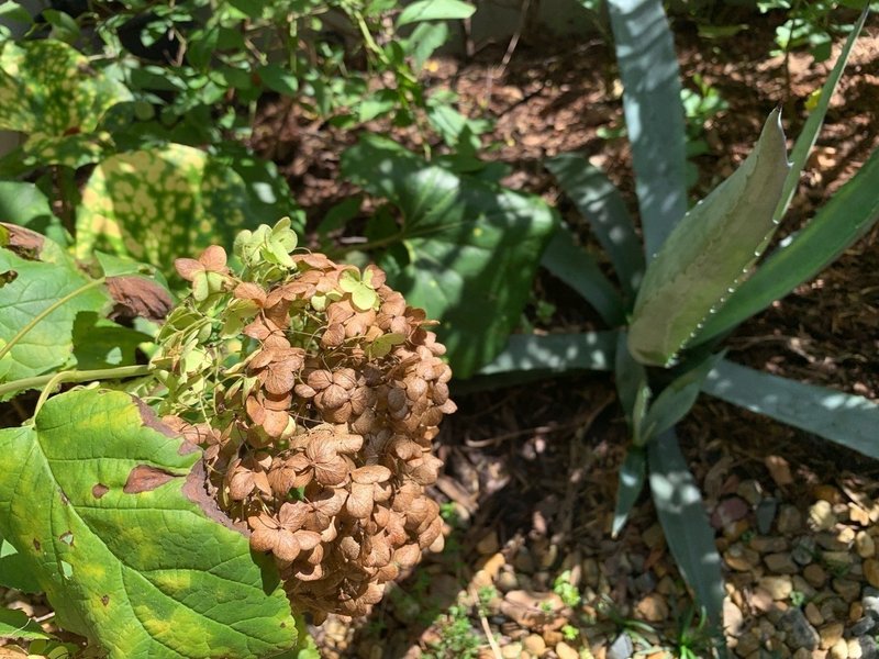秋伸びする植物 平屋私庭日記 28 ライツ社 秋伸びする植物 平屋私庭日記 28 ライツ社