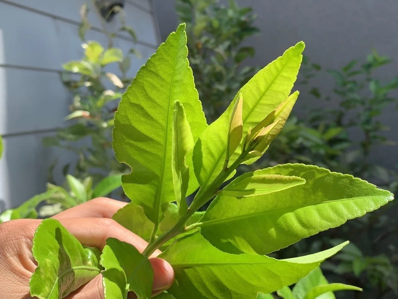 秋伸びする植物｜平屋私庭日記#28｜ライツ社